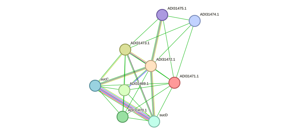 STRING protein interaction network