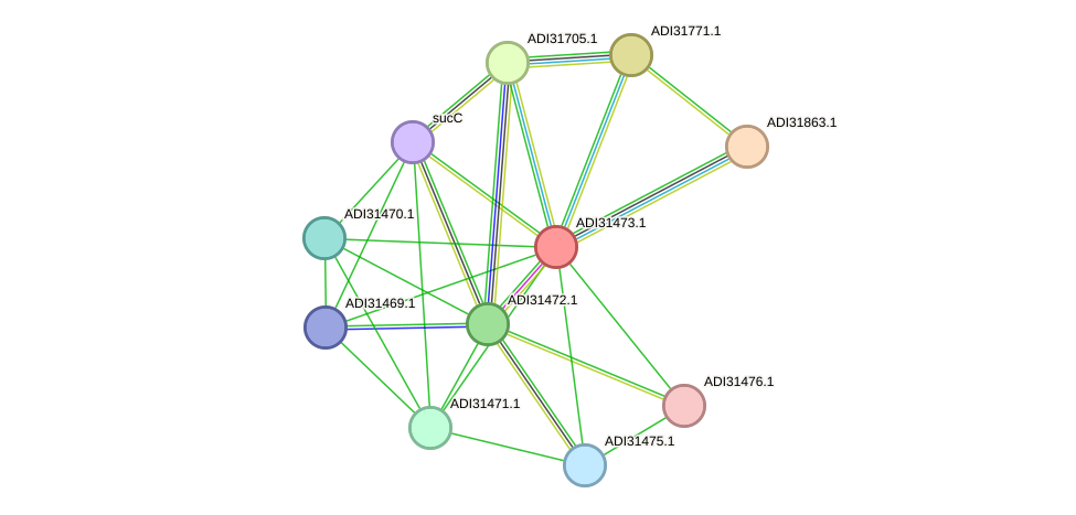 STRING protein interaction network