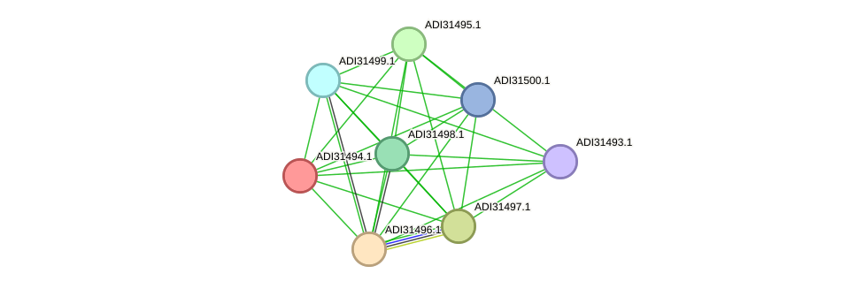 STRING protein interaction network