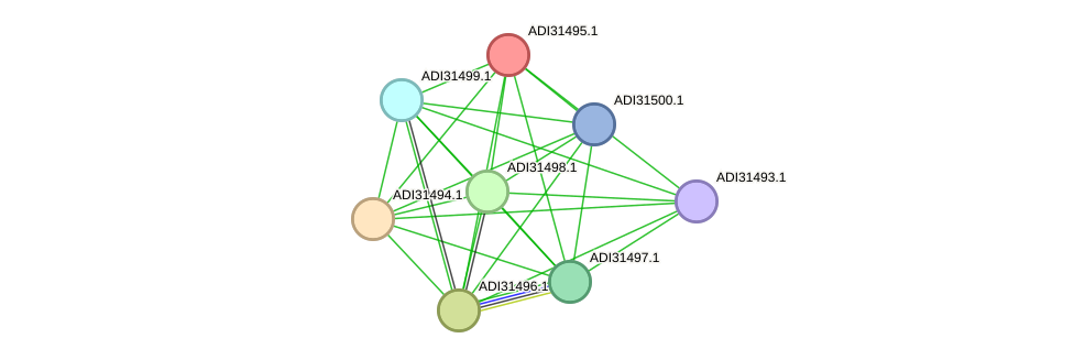 STRING protein interaction network