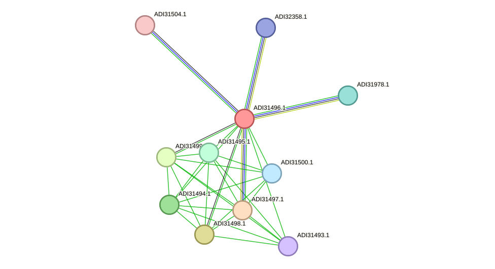 STRING protein interaction network