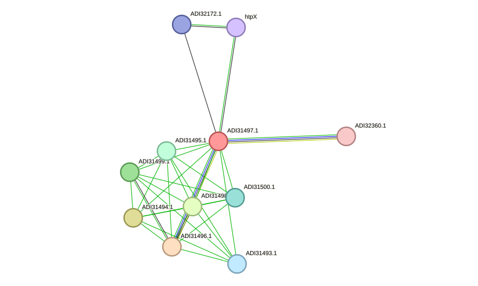 STRING protein interaction network