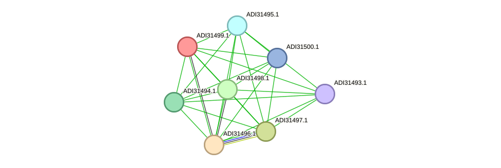 STRING protein interaction network