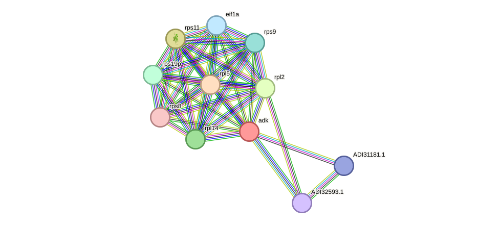 STRING protein interaction network