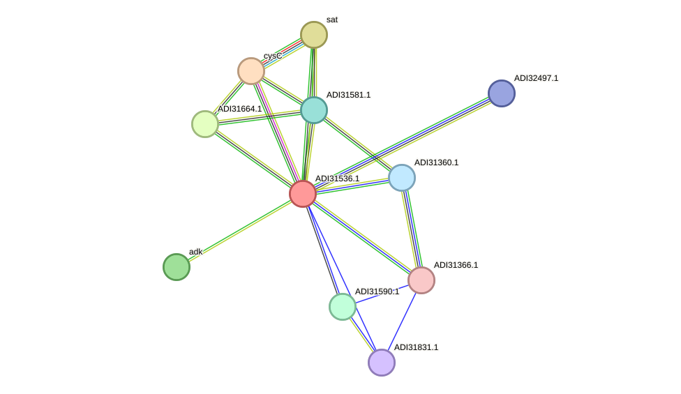 STRING protein interaction network