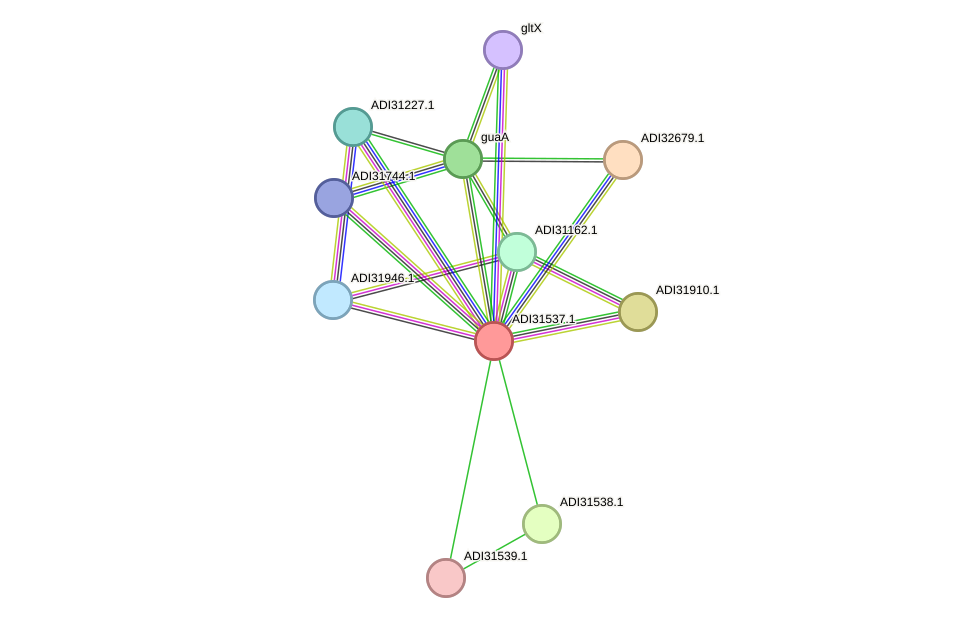 STRING protein interaction network