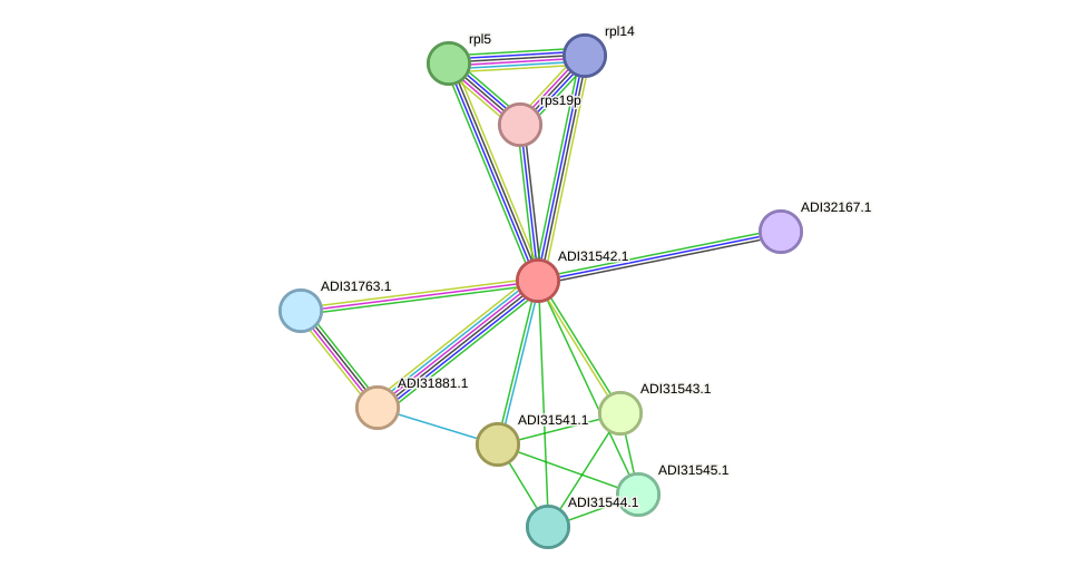 STRING protein interaction network