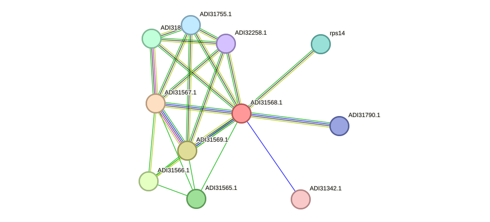 STRING protein interaction network