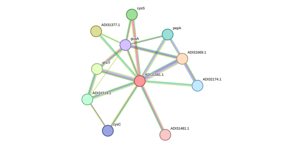 STRING protein interaction network