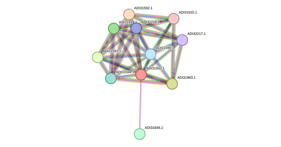 STRING protein interaction network
