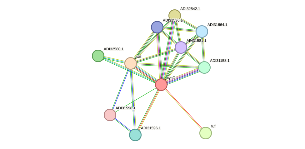 STRING protein interaction network