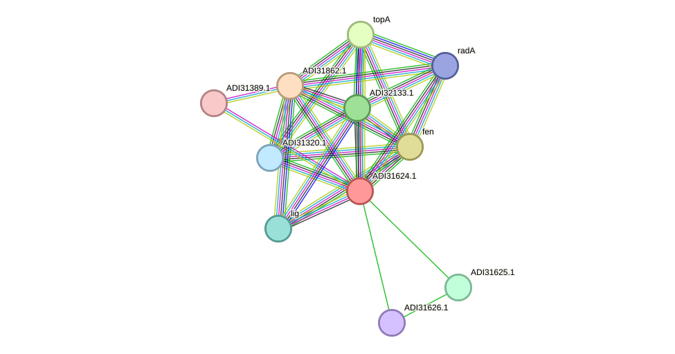 STRING protein interaction network
