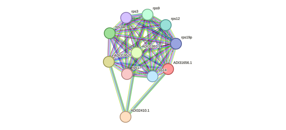STRING protein interaction network