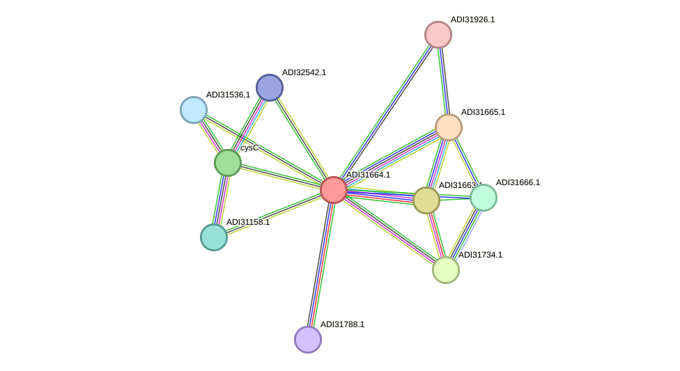 STRING protein interaction network