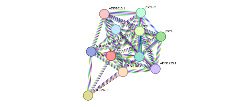 STRING protein interaction network
