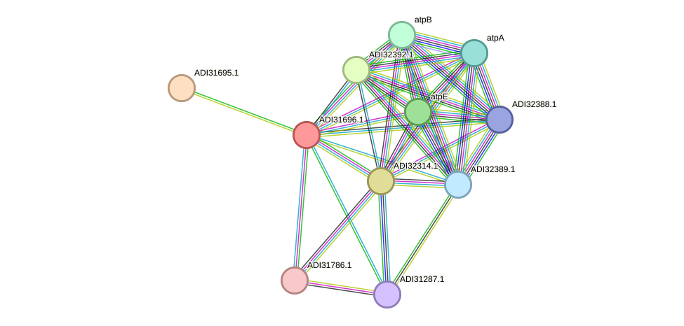 STRING protein interaction network