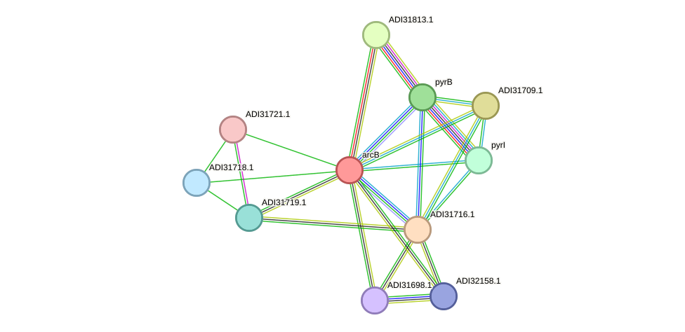 STRING protein interaction network