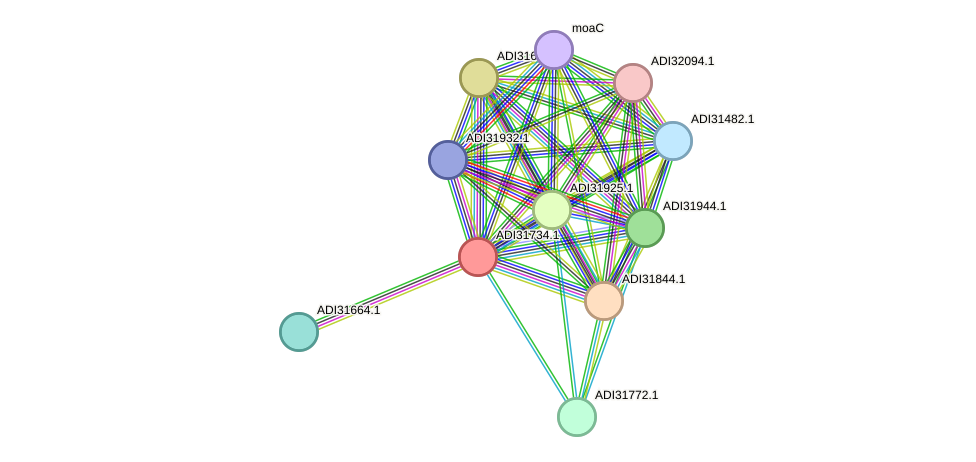 STRING protein interaction network