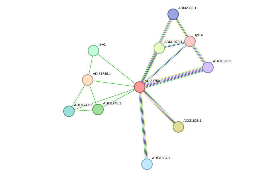 STRING protein interaction network