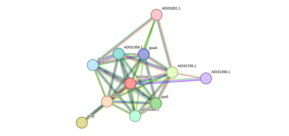 STRING protein interaction network