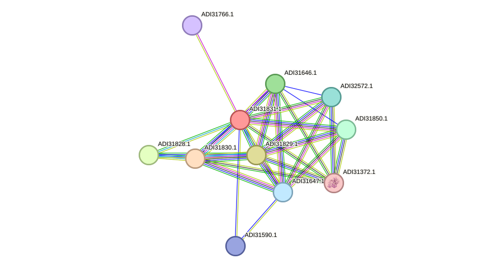 STRING protein interaction network