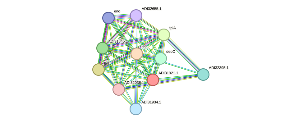STRING protein interaction network