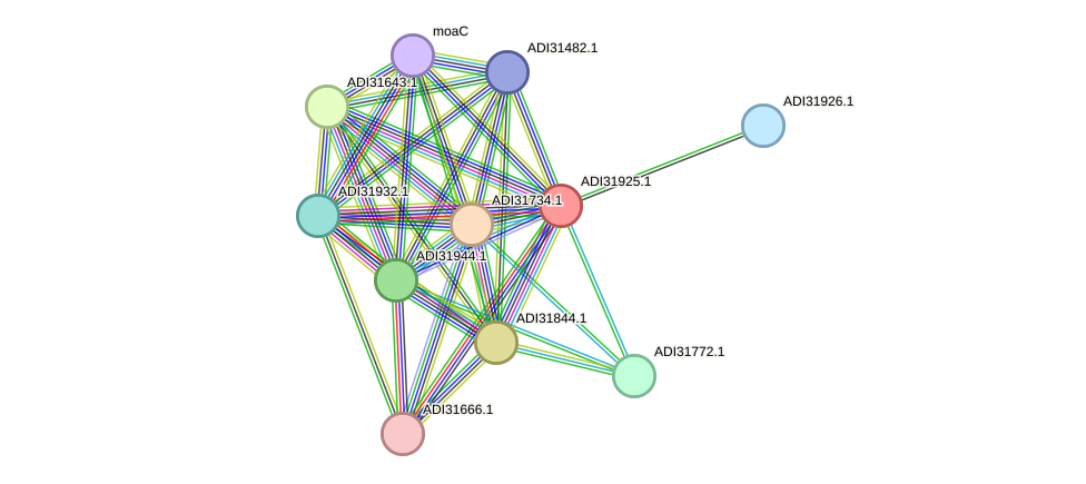 STRING protein interaction network
