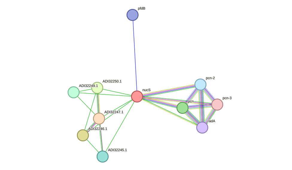 STRING protein interaction network