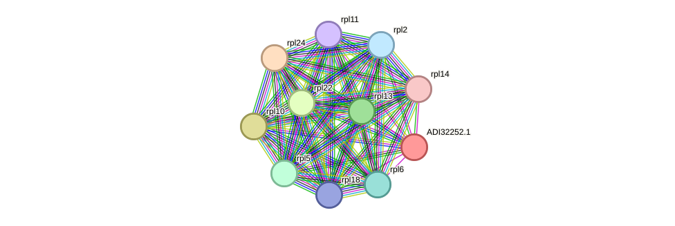 STRING protein interaction network
