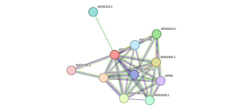 STRING protein interaction network