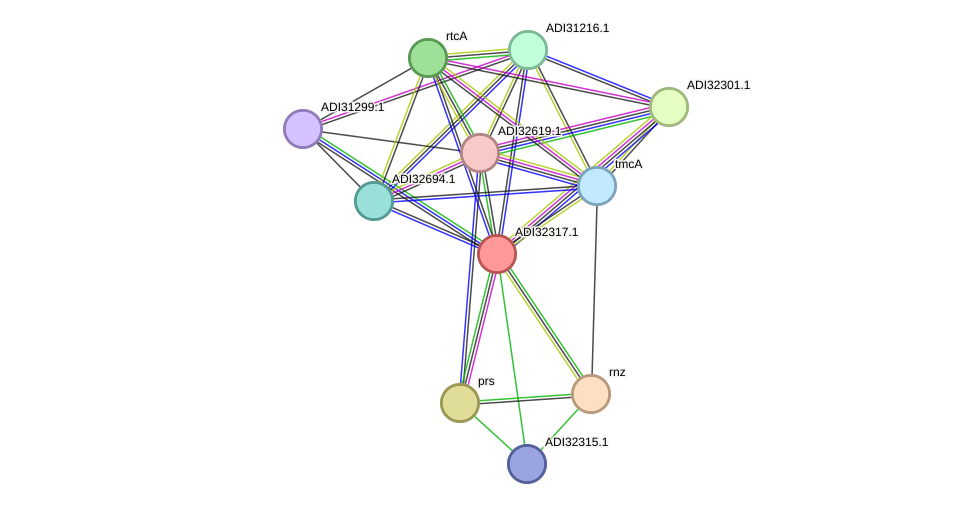 STRING protein interaction network