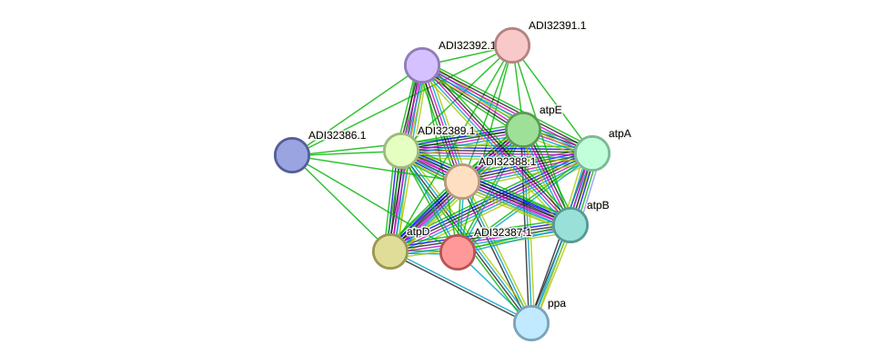 STRING protein interaction network