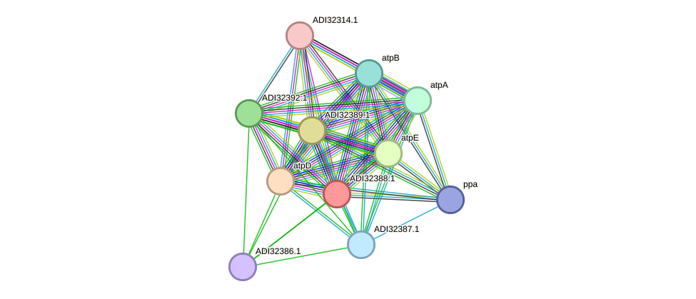 STRING protein interaction network
