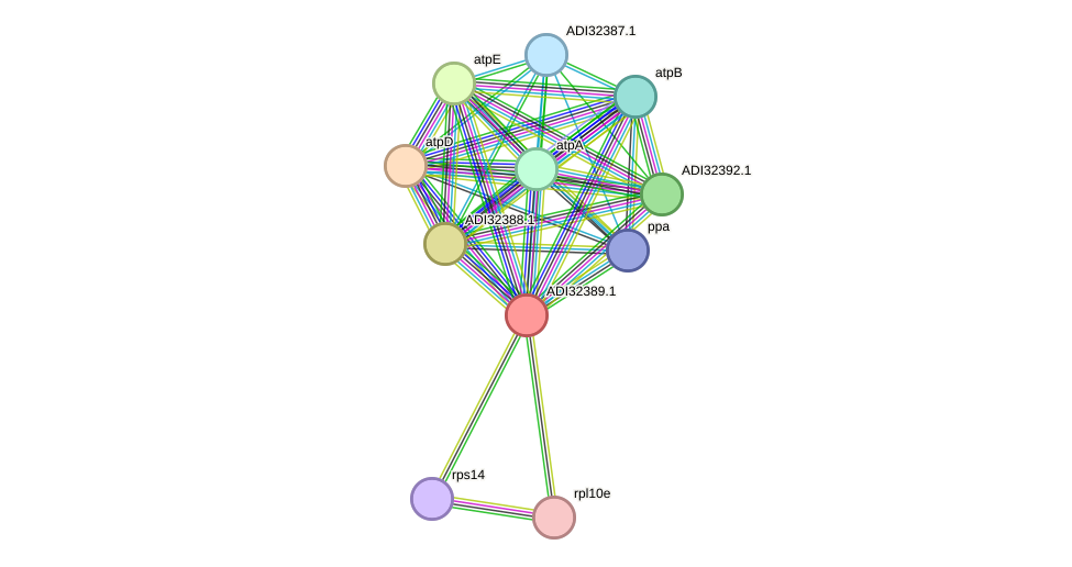 STRING protein interaction network