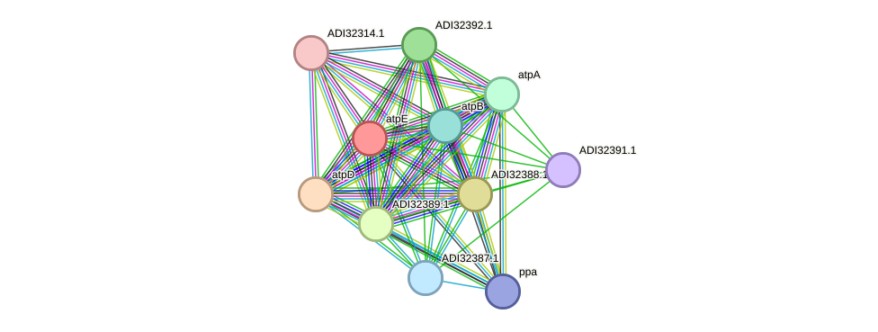 STRING protein interaction network