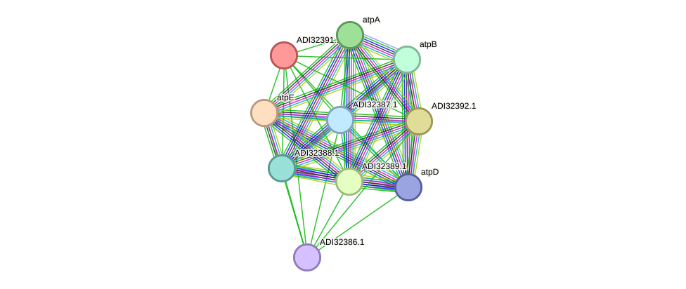 STRING protein interaction network