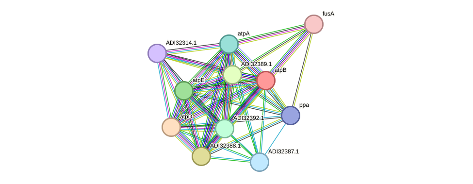 STRING protein interaction network