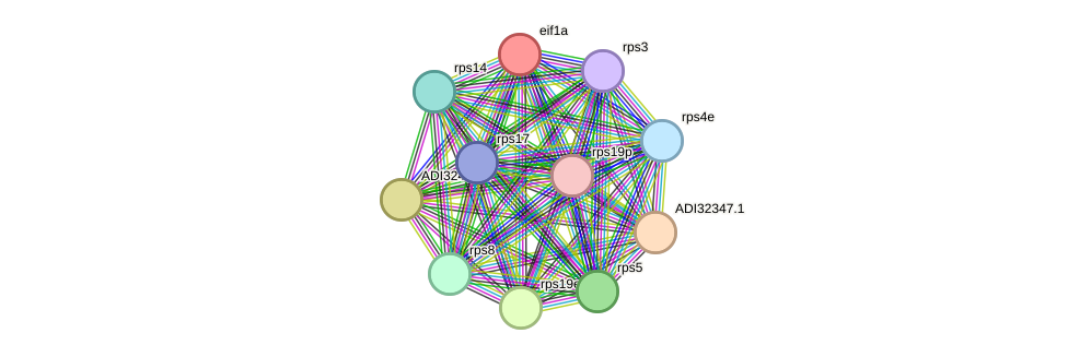 STRING protein interaction network