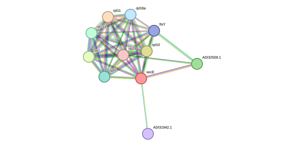 STRING protein interaction network