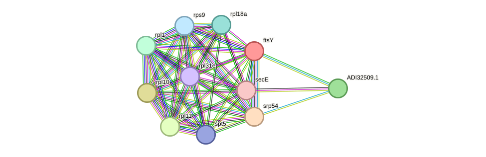 STRING protein interaction network
