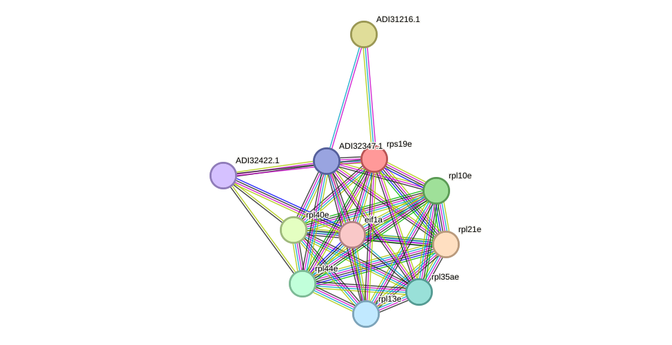 STRING protein interaction network