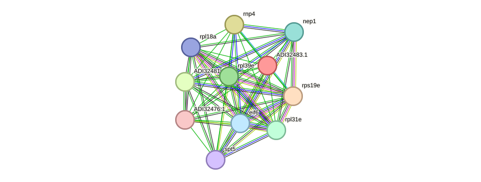 STRING protein interaction network