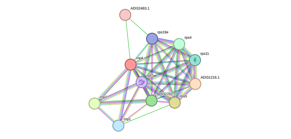 STRING protein interaction network