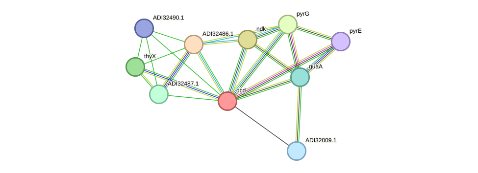 STRING protein interaction network