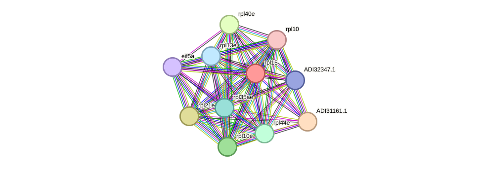 STRING protein interaction network