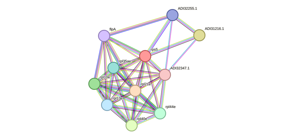 STRING protein interaction network