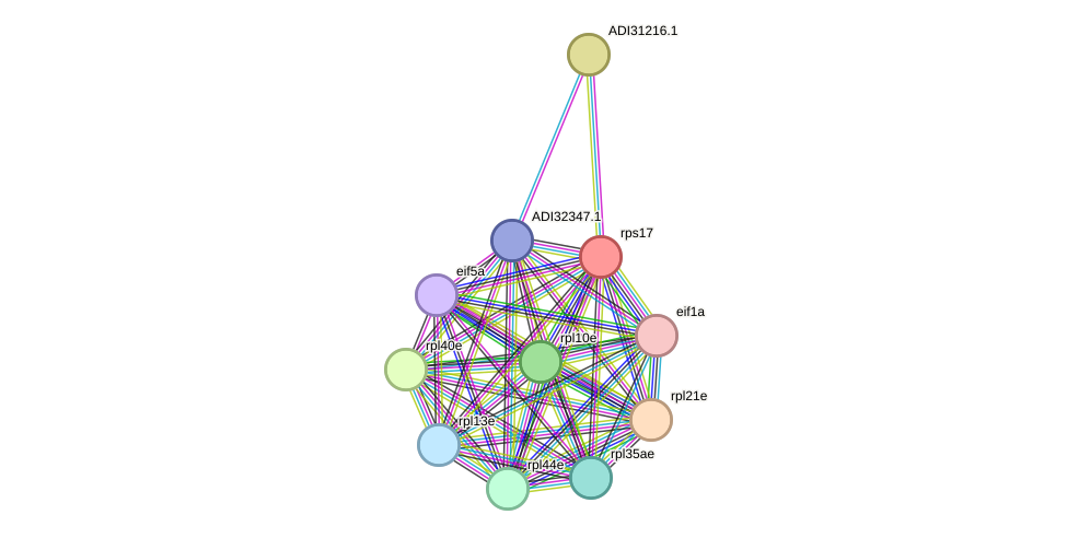 STRING protein interaction network