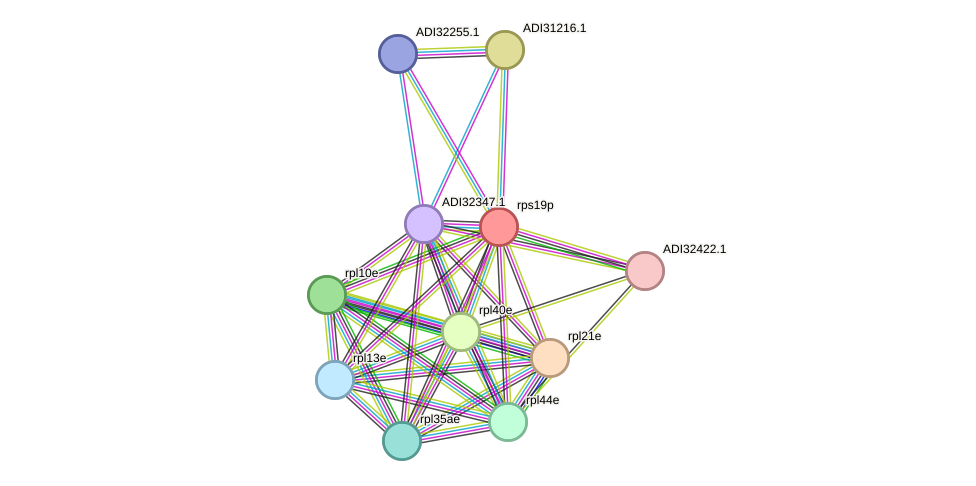 STRING protein interaction network