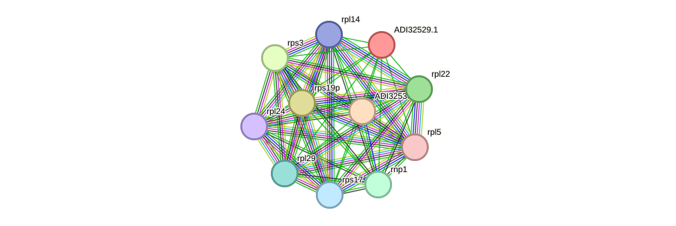 STRING protein interaction network