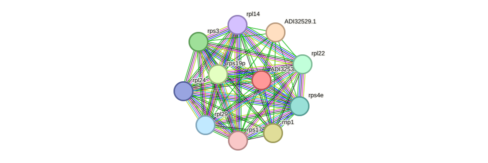 STRING protein interaction network